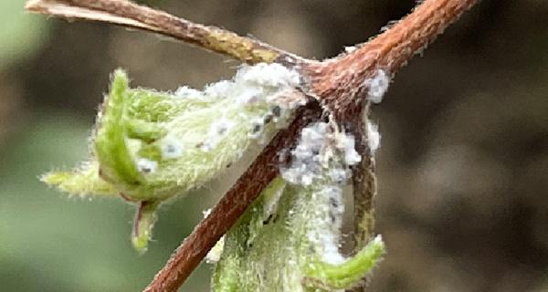 铁线莲介壳虫综合治疗方案（选择合适药物）
