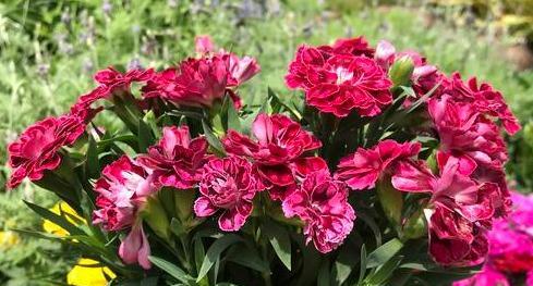 以菊花代表母亲的坚韧与美丽（菊花）