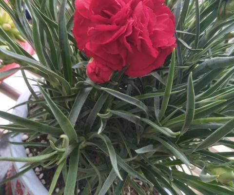 以菊花代表母亲的坚韧与美丽（菊花）