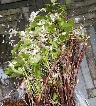 铁线莲烂叶子的原因及处理方法（如何避免铁线莲叶子烂掉）