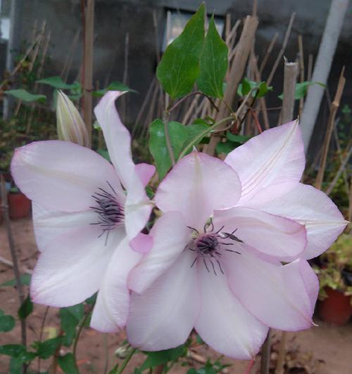 铁线莲啤酒开花时间（探秘铁线莲啤酒花期及生长特点）