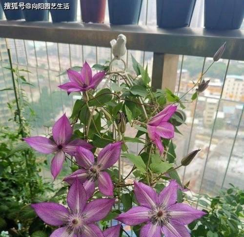 铁线莲上盆与养护全攻略（打造美丽花园必备的技巧与注意事项）