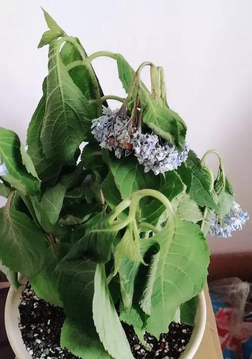 花语与死亡（以红蔷薇为主题的花语表达死亡的深刻含义）
