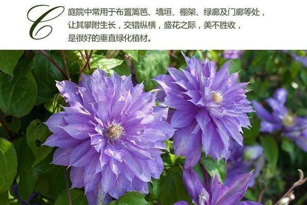铁线莲（探寻铁线莲的生长环境和养护方法）