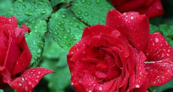爱在花语间（用花言表达深情）