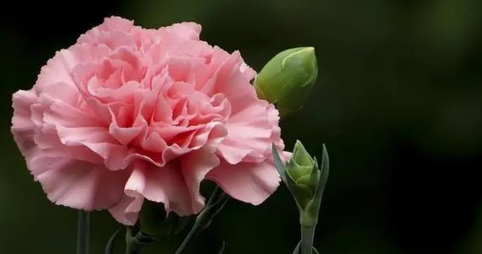 爱在花语间（用花言表达深情）