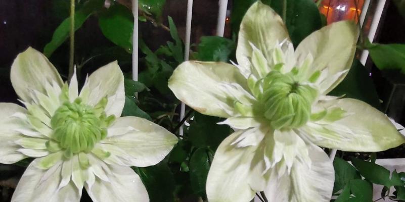 铁线莲小绿开花频率解析（一年开几次花）