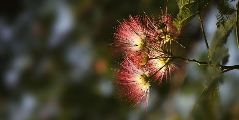 相思花谢，情意绵绵（以花代表相思的含义和表达方式）