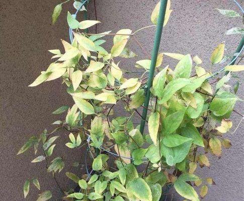 铁线莲叶子卷边的原因及解决方法（探究铁线莲叶子卷边的原因和有效解决方法）