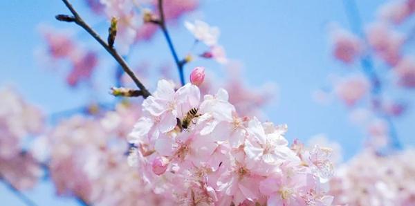花开相思，追忆心意（以花代表思念）