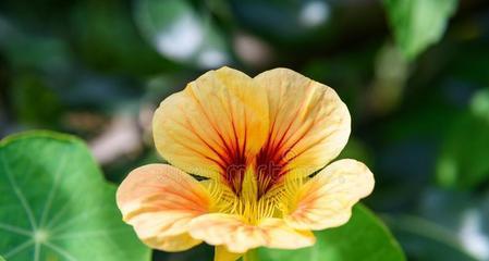 以牵牛花代表新生（牵牛花的美丽与新生的象征）