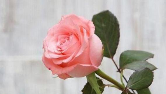 以白百合代表心已死（用花语表达绝望的爱情）
