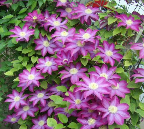 铁线莲一年开几次花（了解铁线莲的开花习性）