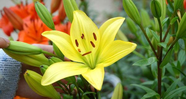 花开幸福路（一朵花的愿望）