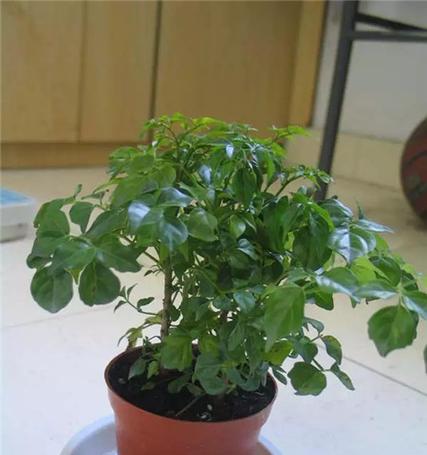 花开幸福路（一朵花的愿望）