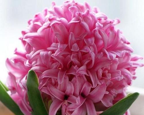 幸运花（解密幸运花）