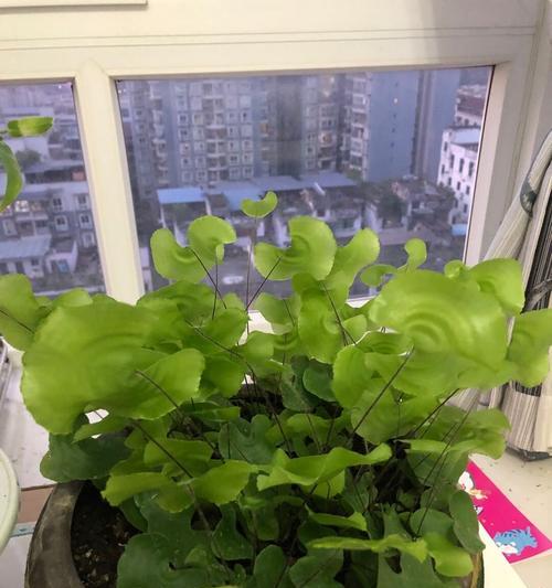 铁线莲的土壤选择（选对土壤助力铁线莲生长）