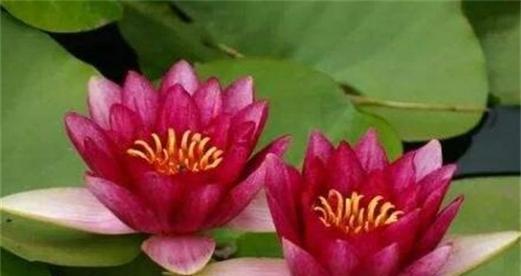 以红色玫瑰代表勇敢（花朵的力量与勇敢的象征）