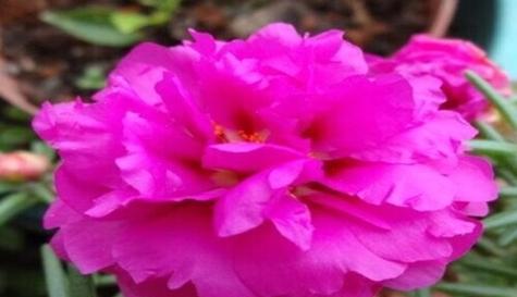 以玫瑰花代表友情（探索玫瑰花与友情的深刻联系）