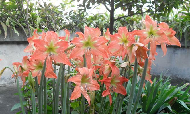 以玫瑰花代表友情（探索玫瑰花与友情的深刻联系）