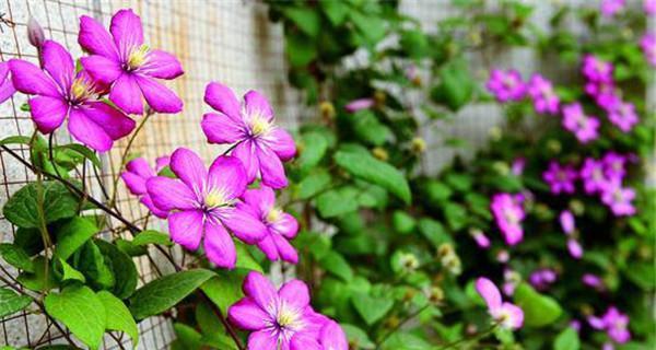 铁线莲种植时间与生长周期详解（种植前的准备工作）