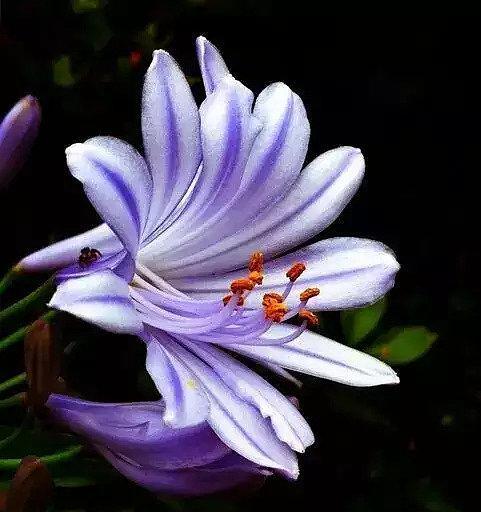 以白莲花代表原谅宽恕（寓意美好的白莲花）