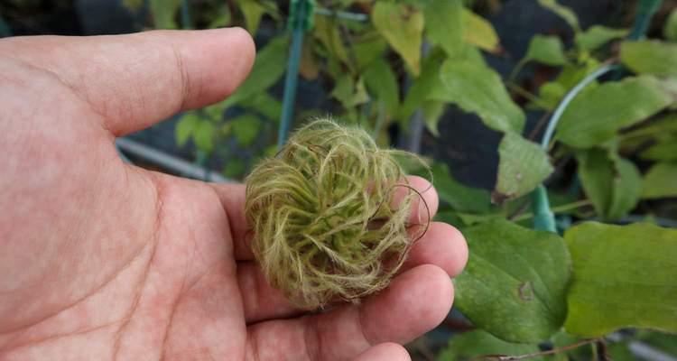 铁线莲种子的种植技巧（掌握铁线莲播种方法）