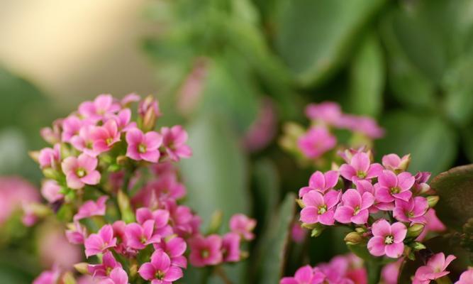 鲜花祝愿，早日康复（以花为媒）
