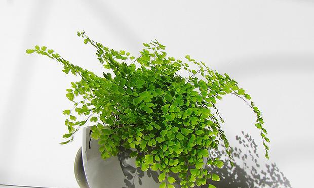铁线蕨放卧室好吗（睡眠环境是否适合铁线蕨生长）
