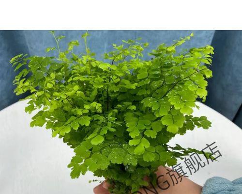 铁线蕨的水培方法（了解铁线蕨的水培技巧）