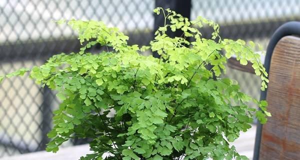 铁线蕨不仅是常绿植物还有这些特点（探秘铁线蕨的生态习性和地理分布）