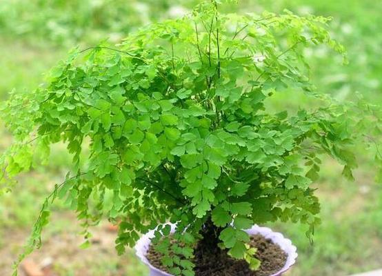 铁线蕨不仅是常绿植物还有这些特点（探秘铁线蕨的生态习性和地理分布）