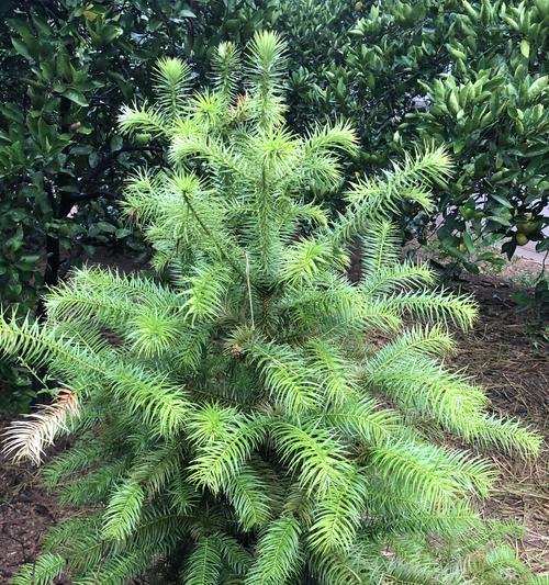 铁线蕨——裸子植物之一（探究铁线蕨的特点与分类）