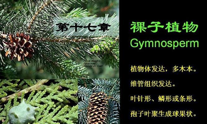 铁线蕨——裸子植物之一（探究铁线蕨的特点与分类）