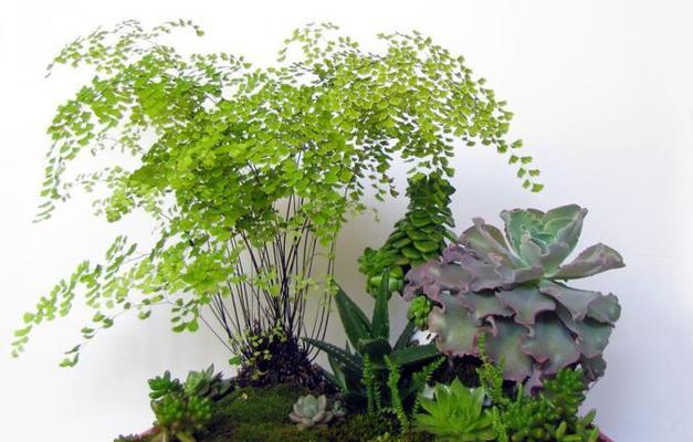 荷叶铁线蕨——一种独特的水生植物（了解荷叶铁线蕨的生长环境和特点）
