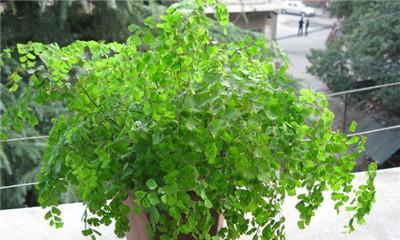 荷叶铁线蕨——一种独特的水生植物（了解荷叶铁线蕨的生长环境和特点）