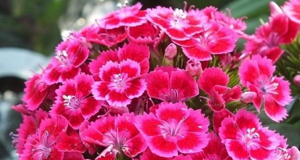 花语传魅力（探寻代表魅力的花朵之美）