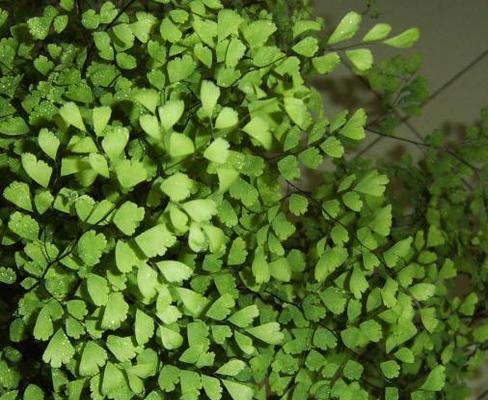 铁线蕨——一种珍贵的蕨类植物（揭秘铁线蕨的特点）