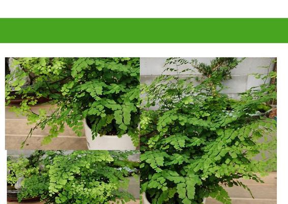 铁线蕨——一种珍贵的蕨类植物（揭秘铁线蕨的特点）