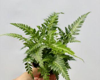 铁线蕨——一种珍贵的蕨类植物（揭秘铁线蕨的特点）