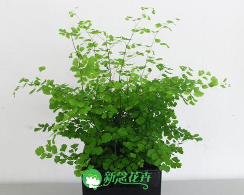 铁线蕨真的能吸甲醛吗（揭开铁线蕨净化空气的真相）