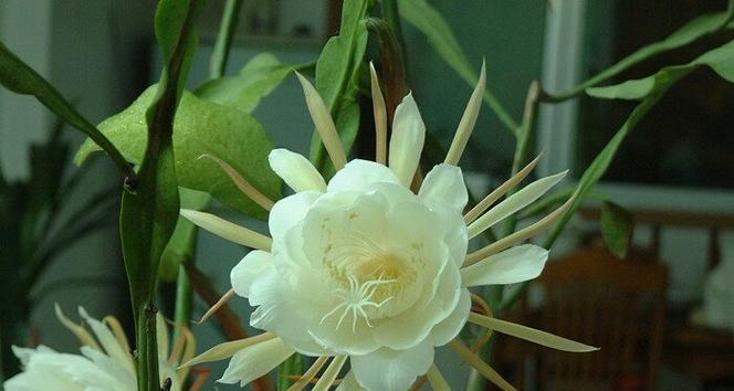 以百合花的花语为主题的文章（用百合花传递安全的含义）