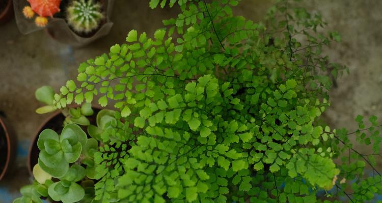 铁线蕨需不需要每天浇水（科学的浇水方式让铁线蕨更健康）