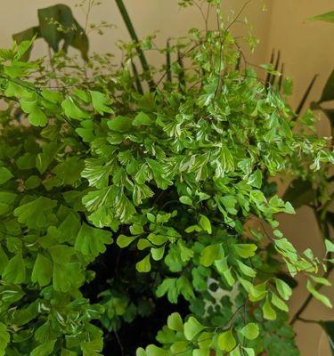 铁线蕨需不需要每天浇水（科学的浇水方式让铁线蕨更健康）