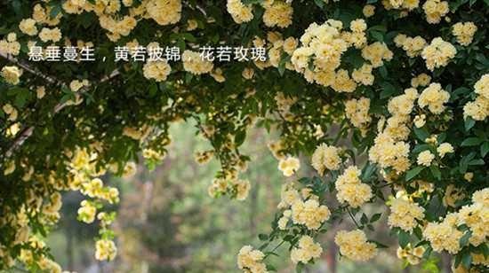 花语暗恋（探秘暗恋男生的花语）