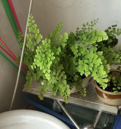 铁线蕨的浇水方法（每天浇水是否有必要）
