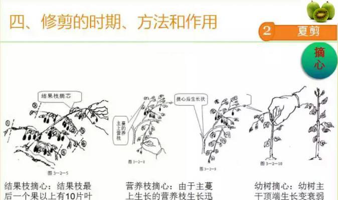 铁线蕨修剪指南（打造健康美丽的铁线蕨）