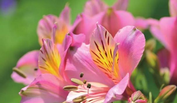 悲伤之花（花开有悲）