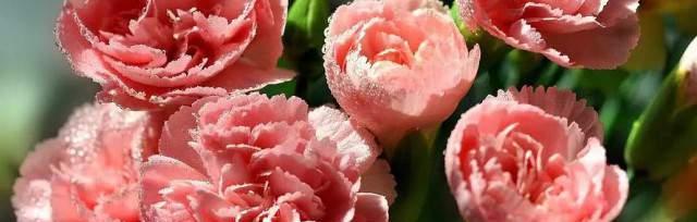 用玫瑰花的花语表白的勇气与真爱（玫瑰花语中的表白花束传递浪漫与真挚的情感）
