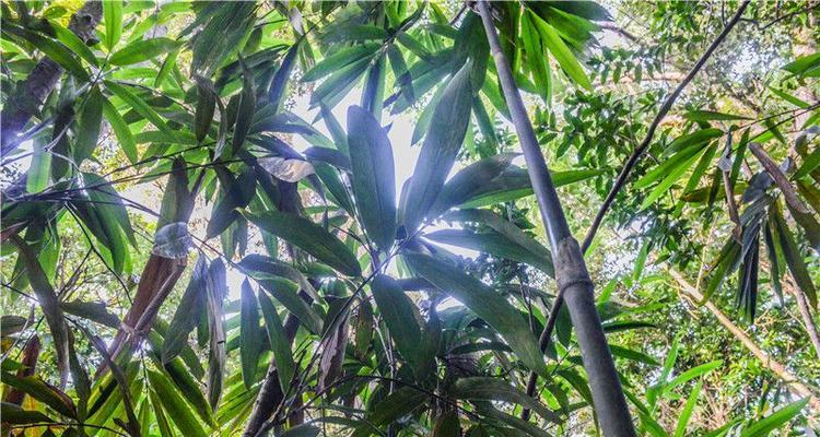 打造旺盛铁竹，这些养护技巧必须知道（精选15条铁竹养护技巧）